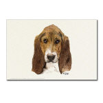 Basset Hound Watercolor Postcard by NANCE