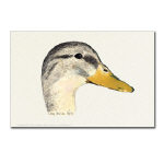 Duck Mallard Hen Watercolor Postcard by NANCE