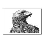 Eagle Pen and Ink Postcard by NANCE