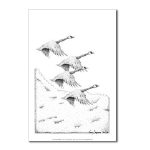 Geese Pen and Ink Postcard by NANCE