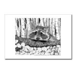 Raccoon Pen and Ink Postcard by NANCE