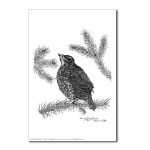 Robin Pen and Ink Postcard by NANCE