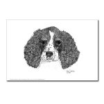 English Springer Spaniel Pen and Ink Postcard by NANCE