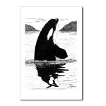Killer Whale Pen and Ink Postcard by NANCE