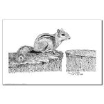 Chipmunk Pen and Ink 11 X 17 Poster/Print by NANCE