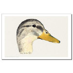 Duck Mallard Hen Watercolor 11 X 17 Poster/Print by NANCE