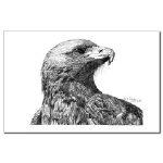 Eagle Pen and Ink 11 X 17 Poster/Print by NANCE