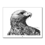 Eagle Pen and Ink Cover on a wall calendar filled with NANCEs pen and ink artwork