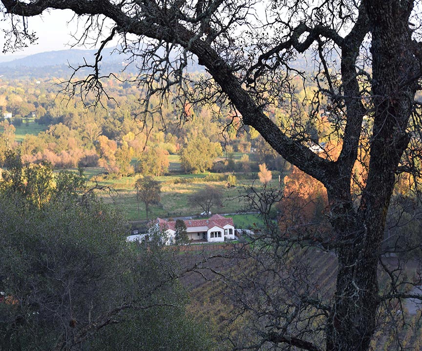 vineyard
