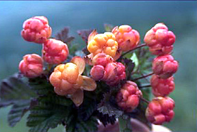 A spray of pink flowerbuds to brighten your day