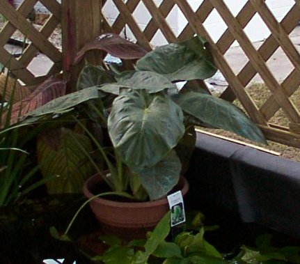 The only Elephant Ear I've seen at Home Depot.