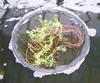 Parrot Feather in Floating Island.