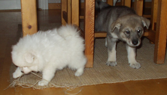 liten vit f�r snart hj�lp av liten gr� att tugga s�nder mattan..