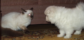 Pojken undrar vad man ska tro om en katt som har s�na �gon!!