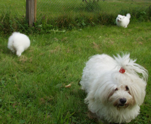 Matte s�ger att vi m�ste tr�ffa andra sorters hundar ocks� s� att vi l�r oss att umg�s ordentligt. S� nu vet vi att om man tycker att n�gon har en konstig frisyr s� f�r man inte s�ga det f�r d� �r man inte sn�ll...