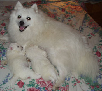 Mys i mattes s�ng...