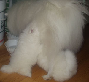 B�st att passa p� medan hon st�r stilla och �ter!
