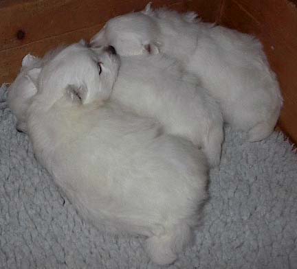 Vi �ter och sover mest, men snart s�!