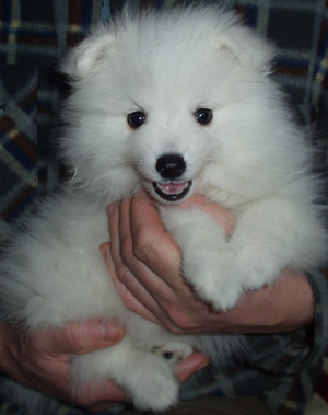 Zaga!