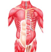 Corpo Humano