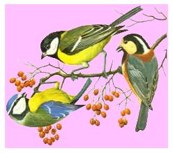 Little birdies!