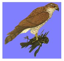 A Goshawk