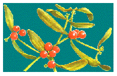 Mistletoe
