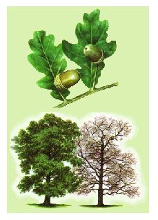 The English Oak