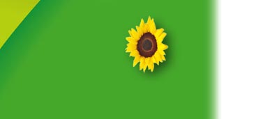 girasol