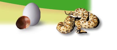 rattlesnake y como un huevo a una casta&ntilde;a