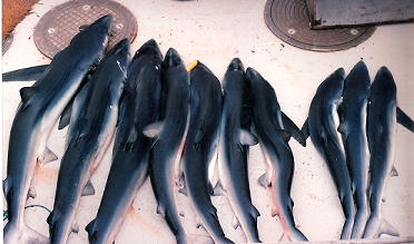 A day's catch