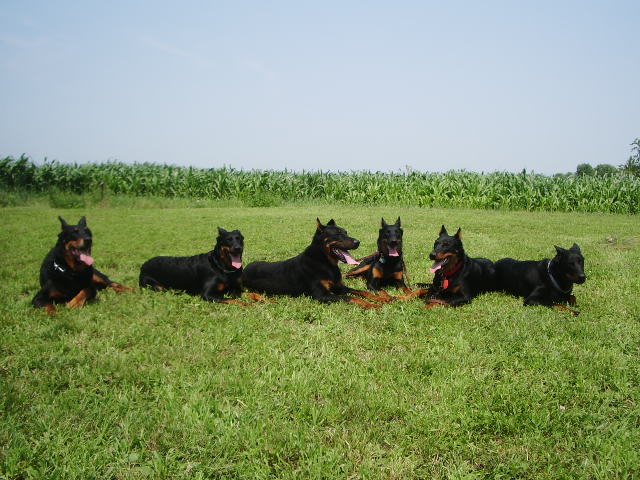6 Beaucerons