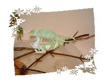 Top-Female; Bottom-Male