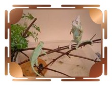 Left-Female; Right-Male
