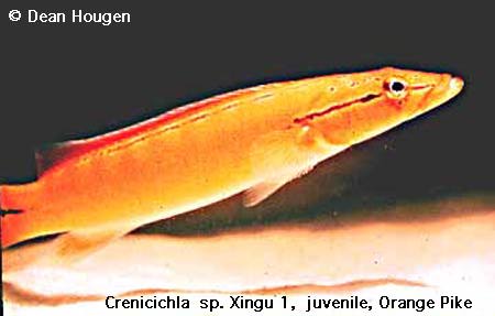 Crenicichla sp. Xingu I juvenile