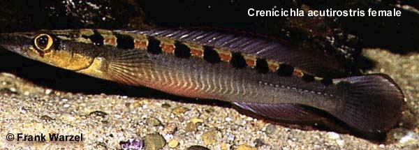 Crenicichla acutirostris female