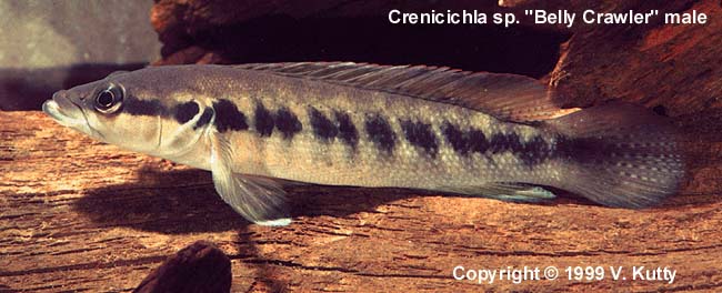 Crenicichla sp. Belly crawler male