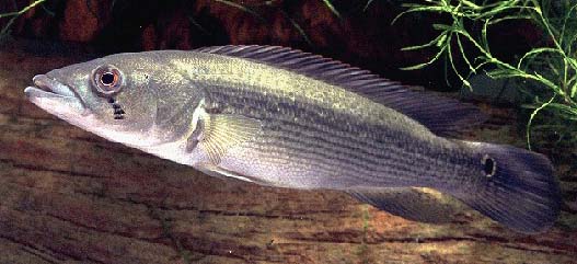 Crenicichla scotti