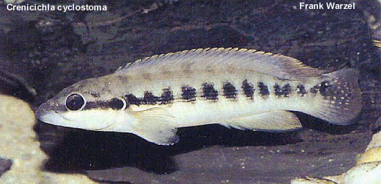 Crenicichla cyclostoma