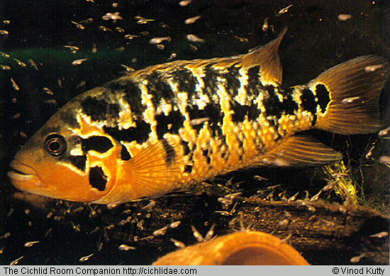 Female Parachromis motaguensis