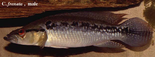 Crenicichla frenata