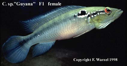 Crenicichla sp. Guyana female