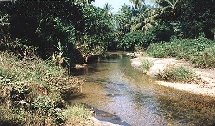 Stream 1 Km north of Kongad, Kerala State