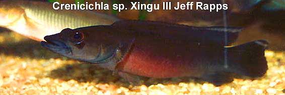 Crenicichla sp. Xingu 3
