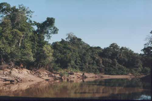 Rio Momon, a left bank tributary of Rio Nanay, near Iquitos, Peru