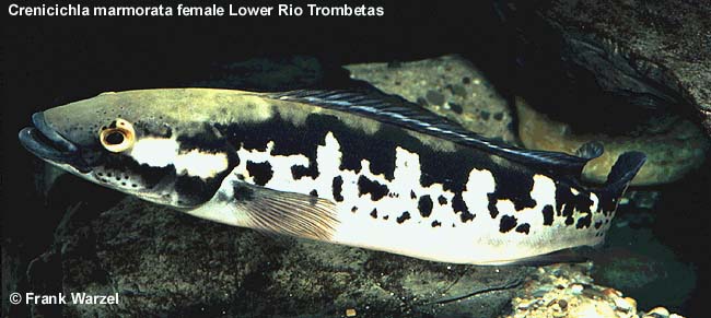 Crenicichla marmorata female lower Rio Trombetas