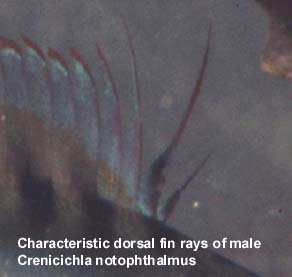 Characteristic dorsal fin of male Crenicichla notophthalmus
