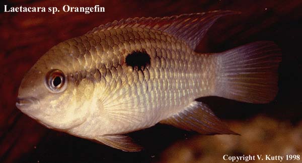 Laetacara sp. Orange fin from Rio Negro
