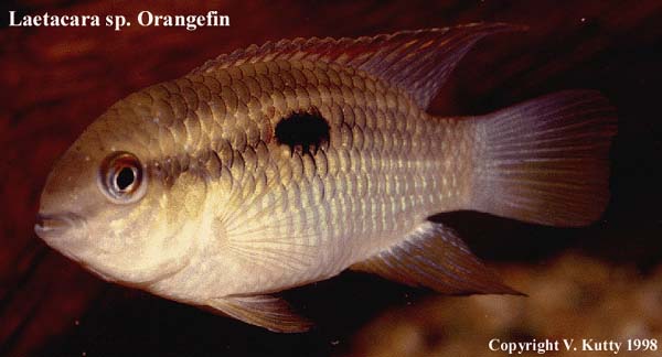 Laetacara sp. Orange fin from Rio Negro