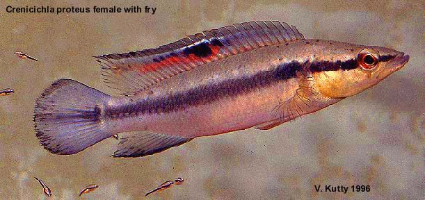 Crenicichla proteus female with fry